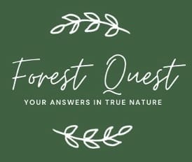 Forest Quest Logo